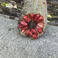 unknown plant.jpg