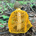 veiled lady mushroom.jpg