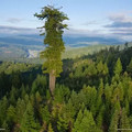 world's tallest tree.webp