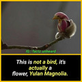 yulan magnolia.jpg