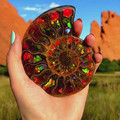 rainbow ammonite fossil.mp4