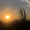 sekhmet-desert.jpg
