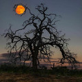 'holding the moon' knights ferry, california by eric hock.jpg