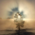 006_Tree_at_Swan_Lake_Flats.jpg
