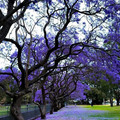 677fb3bfa6328_interesting-australia-pictures-posts.jpg