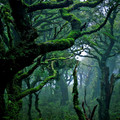 SubtropicalrainforestinWaikaremoana_NewZealandRobert_Louis_Stevenson.jpg