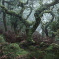 Wistman's Wood, England.jpeg