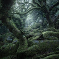 Witman's Wood, England 2.jpeg