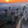 baobab alley, madagascar.mp4