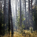 biaowiea-forest-flickr.jpg