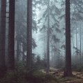 branches_dense_fog_foliage_forest_leaves_mist_misty-921326.jpg