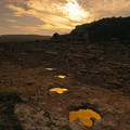 dinosaur footprints.jpg