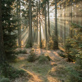 fir_forest.jpg