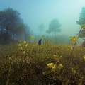 fog.jpg