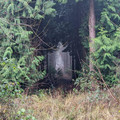 forest 8.jpg
