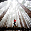 forest2.jpg