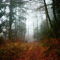 forest_3.jpg