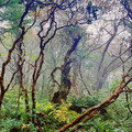 forest_4.jpeg