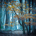 forest_5.jpeg