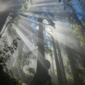 forest_7.jpeg