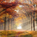 forest_l2.jpg