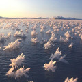 frost flowers.jpg
