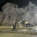 ice_tree.jpg