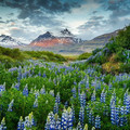 iceland-lupines.jpg
