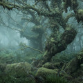 neil burnell - whitman's wood, dartmoor, devon, england.jpg