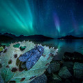 owlet_moth,_Norway.jpg