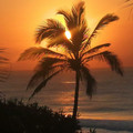 palm tree in south africa.jpeg