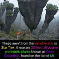 prehistoric plant giant groundsel.jpg