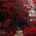 red_trees_path.jpg
