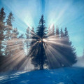 tree_4.jpg