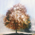 tree_with_sunlight_shining_through.jpg