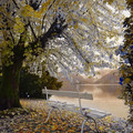 tree_with_white_leaves.jpg