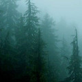 trees.jpg