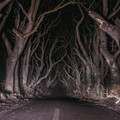 trees_3.jpg