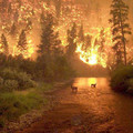 wildfire.webp