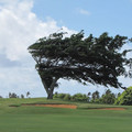 wind_blown_tree.jpg
