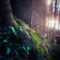 woodland.jpg