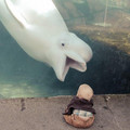 baluga_whale_infant.jpg