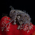 basket star.webp