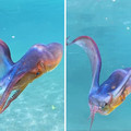 blanket octopus.jpg