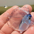 clear_fish_2.jpg