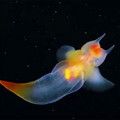 clione.jpg