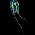 comb_jelly.jpg