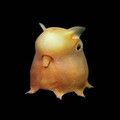 dumbo octopus.jpeg
