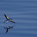flyingfish.jpg