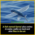 garnai.jpg